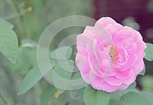 Soft vintage pink roses