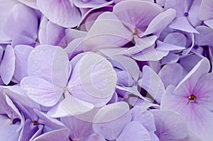 Soft violet Hortensia flower