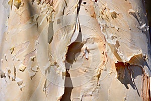 Soft and warm colour and texture of paperbark tree background
