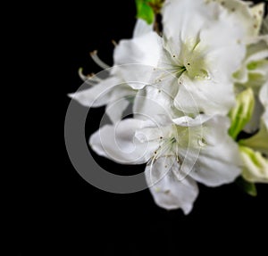 Soft white azalea blossom with selective focus