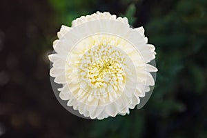 Soft white chrysantemum flower in full bloom against dark green photo