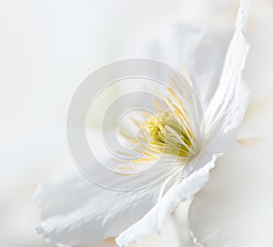 Soft white clematis flower