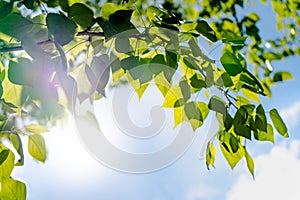 Soft white clouds in the blue sky. Green leaves of a tree against the blue sky and the sun.Sun soft light through the