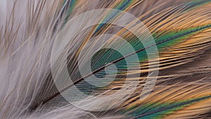 Soft white down surrounds the firmer colored sections adding texture and