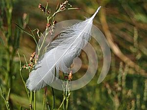 Soft white feather of a bird on a green plant