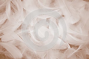 Soft White Feathers Texture Background