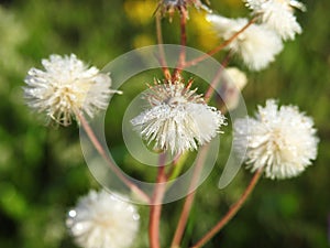 Soft white fluff in meadow with morning dew