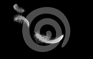 Soft White Fluffly Feathers Falling in The Air. Swan Feather on Black Background. Down Feathers. Floating Feathers