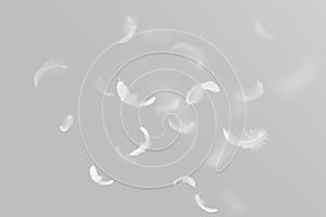 Soft White Fluffly Feathers Floating in The Air. Swan Feather on Gray Background. Down Feathers.