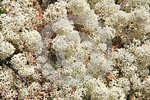 Soft white lichen