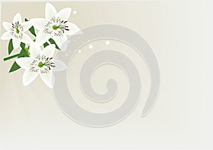 Soft White Lilies Backdrop