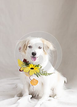 Soft white mixed breed mutt smiles for the camera wearing a yellow daisy collaron a neutral background