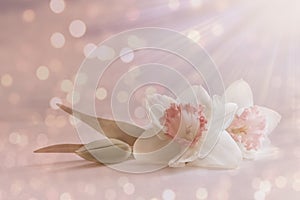 Soft, white pink daffodil flower, spring blossom on pastel background with blur lights. romantic floral card, composition