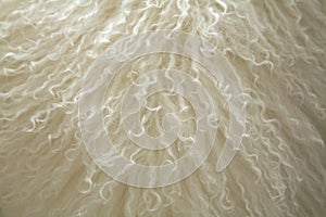 Soft, white sheep fur