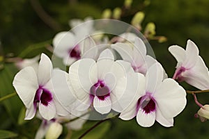 The soft whiteness of orchids photo