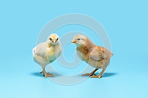 Soft yellow and brown little chickens are standing on a blue background