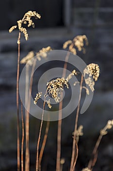 Soft Yellow Dry Flowers On Darken Wood Wall Surface