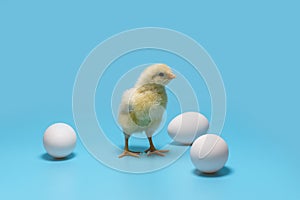 A soft yellow little chick stands between three white eggs on a blue background