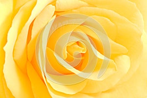 Soft yellow rose in close view