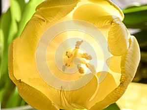 Soft yellow tulip petals delicately opening and uncurling reveal