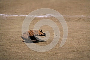 Softball in dirt glove