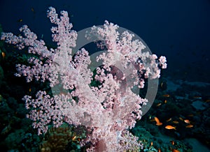 Softcoral