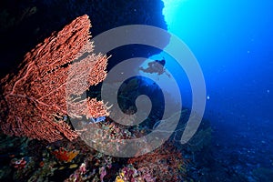 Softcoral and diver