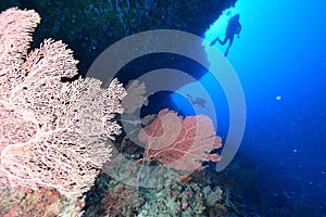 Softcoral and diver