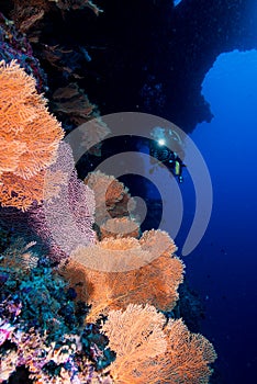 Softcoral and diver