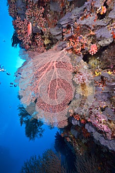Softcoral and diver