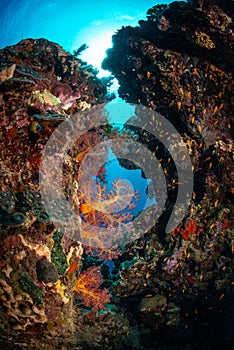 Softcoral growth in the reef