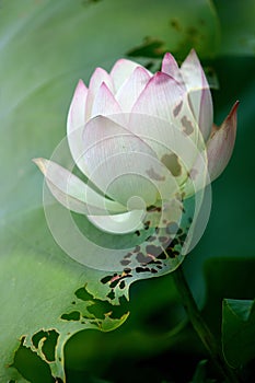 Soften Pink Lily Lotus with green pond leaf