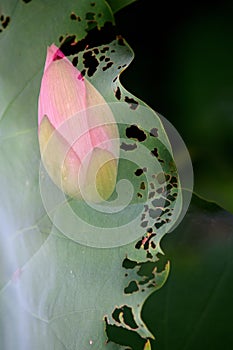 Soften Pink Lily Lotus with green pond leaf