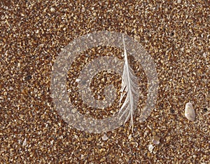 Softened Background of Bird Feather on the Beach