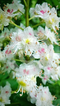 Softfocus closeup of chestnut blossom flowers