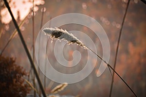 Softhy fluffy white petals of flowering Desho grass photo