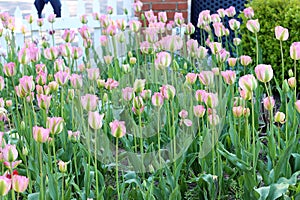 Softly delicate Pink Tulips Swaying Gently in the Breeze in Holland, Michigan