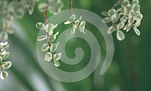 Softly focus of Elephant Bush succulent plant are growing on blurred greenery background