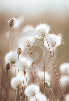 Softly Lit Fields of White Flowers: A Warm and Serene Scene