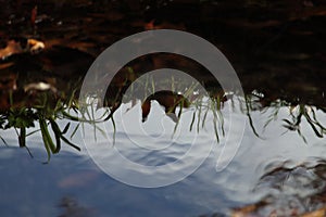 Softly rippling pond with reflections of grass and fall colors