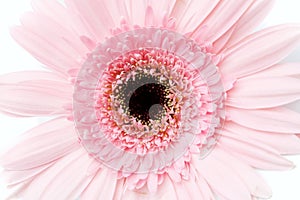 Softly style of a blurry sweet pink gerbera flower