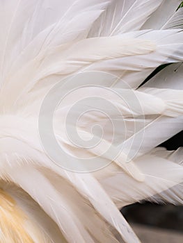 Softness of The Bantam Feathers Tail