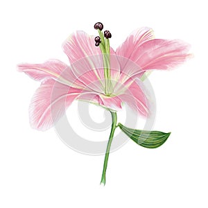 Softness Coral Pink Lily Perfection Flower with green leaf. Isolated color pencil drawing single flower head on white background.