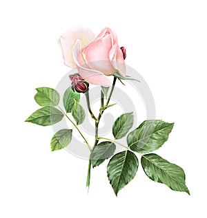 Softness Coral Pink Rose Flower with green leaves. Isolated color pencil drawing single flower twig on white background.