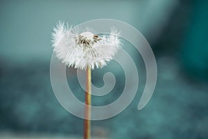 softness of a Dandelion flower