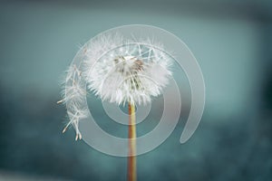 softness of a Dandelion flower