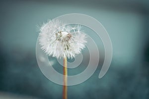 softness of a Dandelion flower