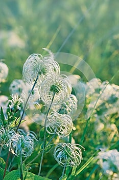 Softness flowers - fluffy flowers