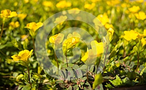 Softness image of yellow flower field in a summer at a botanical garden.