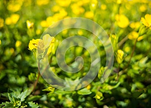 Softness image of yellow flower field in a summer at a botanical garden.